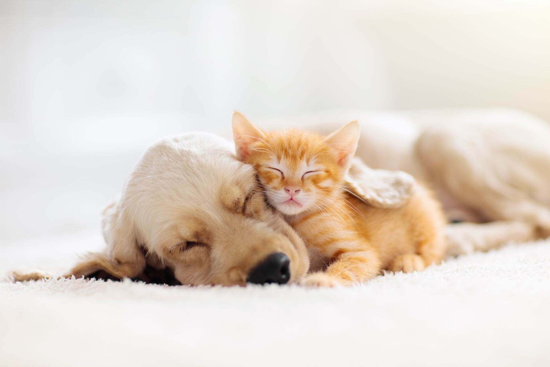 Ein Hund und eine Katze kuscheln zusammen, zeigen die Atmosphäre und das Wohlbefinden der Tiere in der Tierpension Haas.