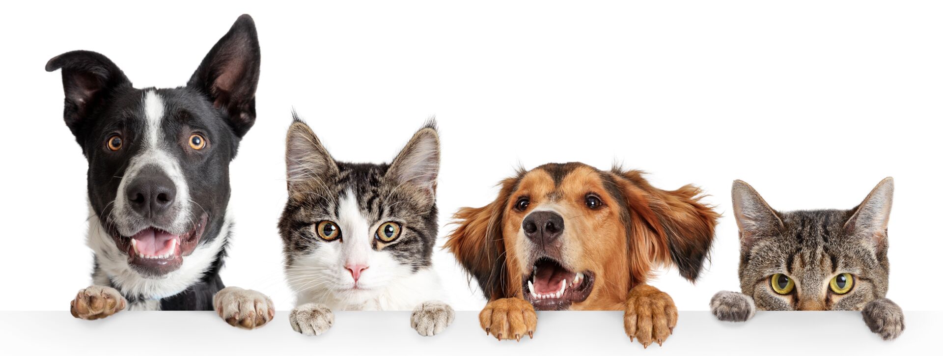 Vier Tiere, ein Hund und drei Katzen, schauen neugierig in die Kamera, im Kontext der Tierpension Haas.