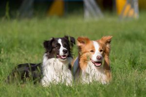 Hundezucht: wir züchten seit vielen Jahren, Border Collies unter dem Namen Eski-Van