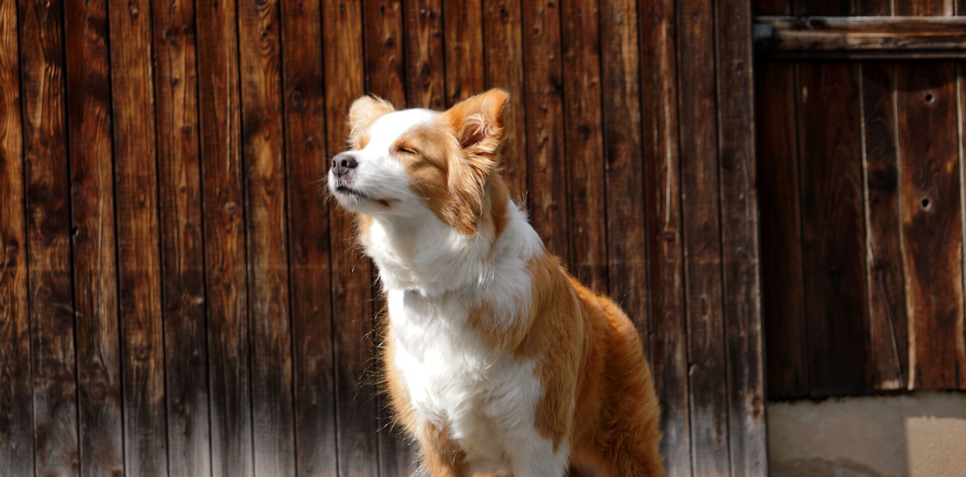 Ein Hund steht im Freien vor einer Holzwand, im Kontext der Tierpension Haas.