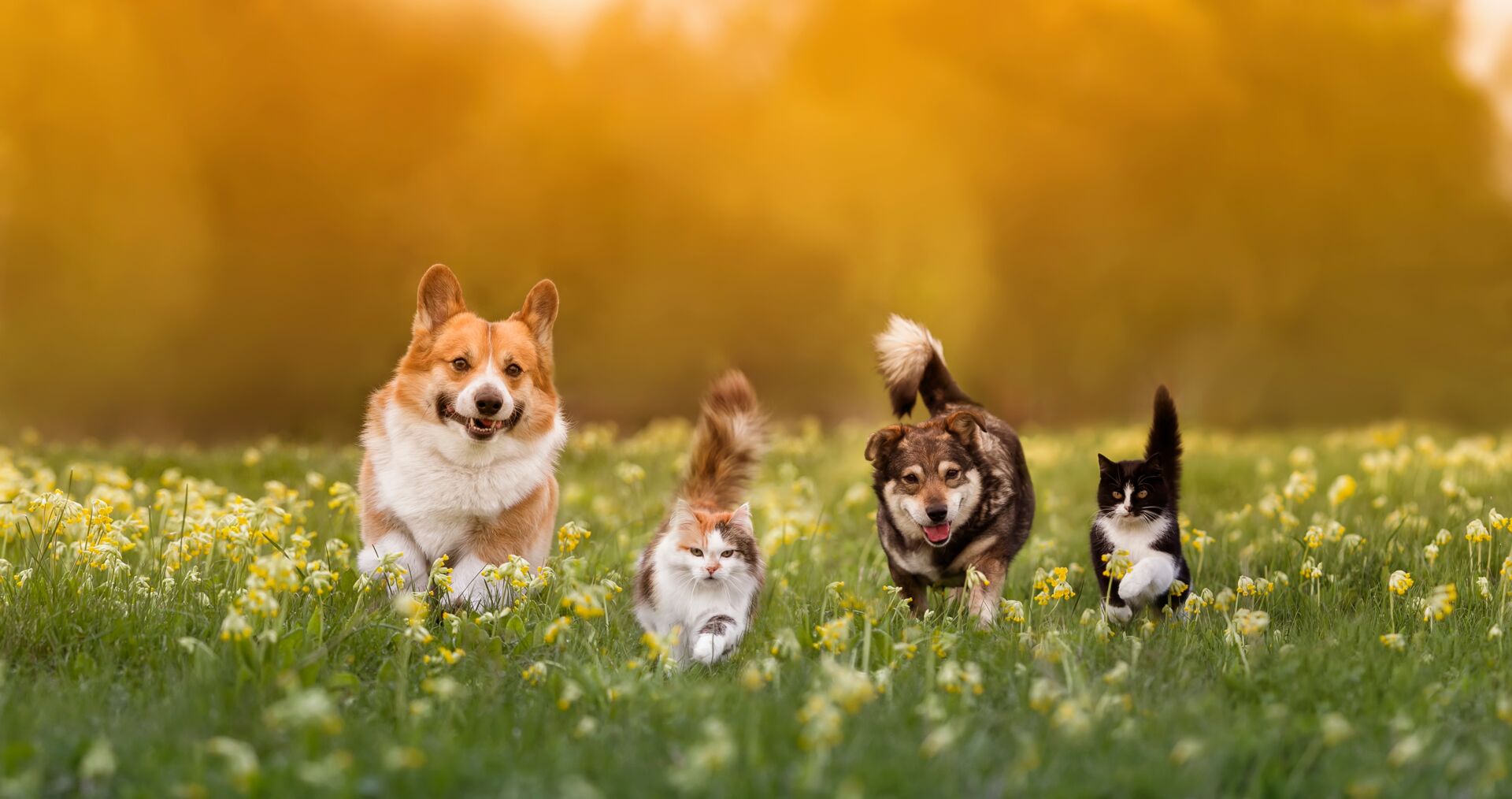 Eine Aufnahme von zwei Hunden und zwei Katzen, die im Freien auf einer grünen Wiese stehen oder laufen