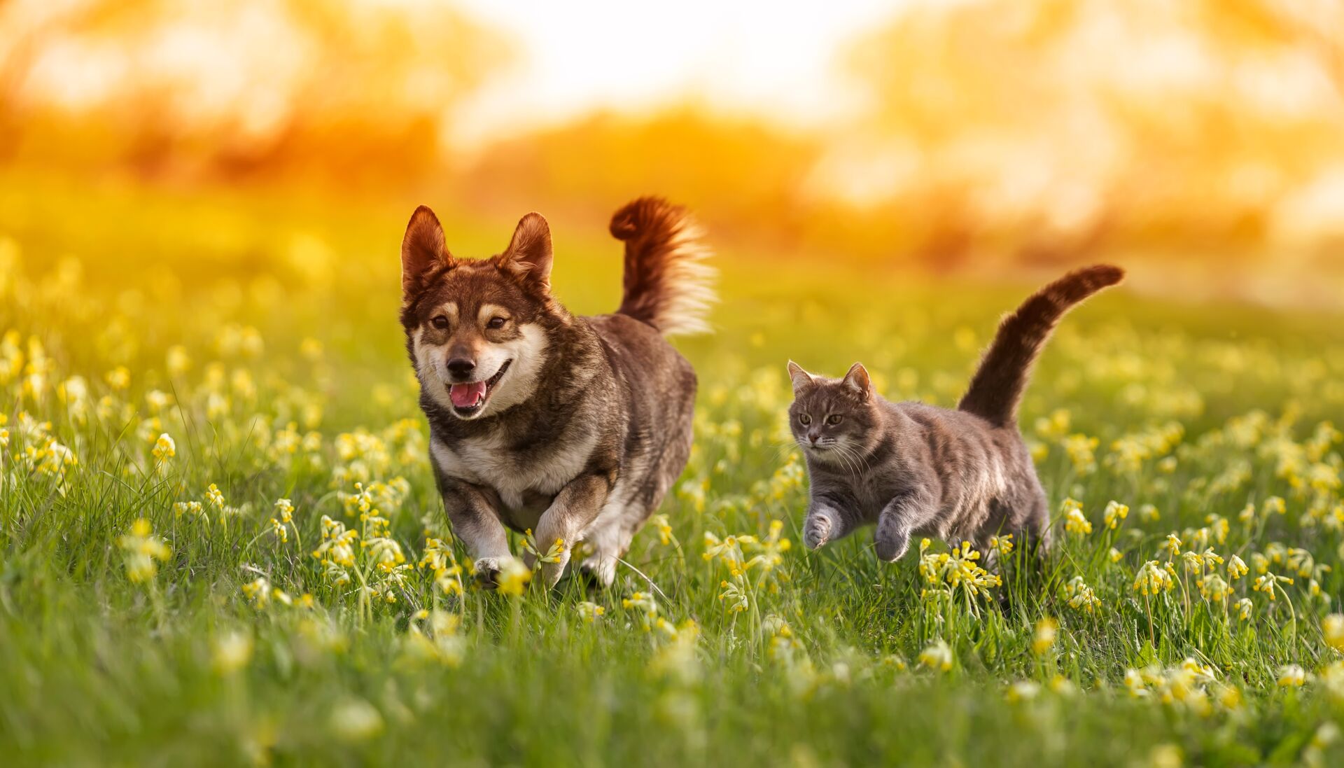 Eine Aufnahme von einem Hund und einer Katze, die im Freien auf einer grünen Wiese spielen