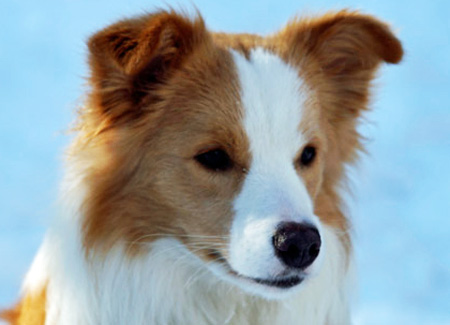 Border Collie - Bliss