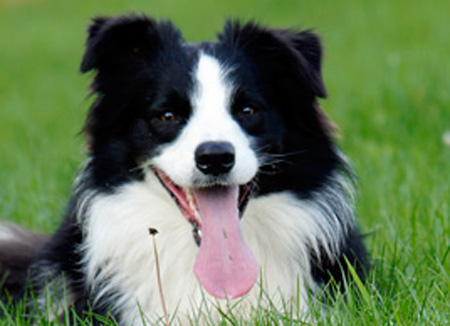 Border Collie - Connor