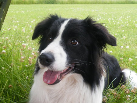 Border Collie - Kelly