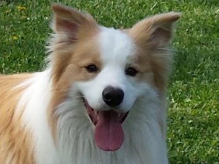 Border Collie - Paddy