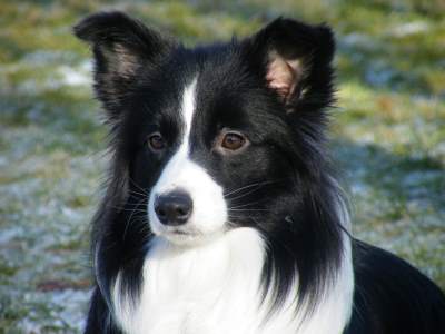 Border Collie - Amy