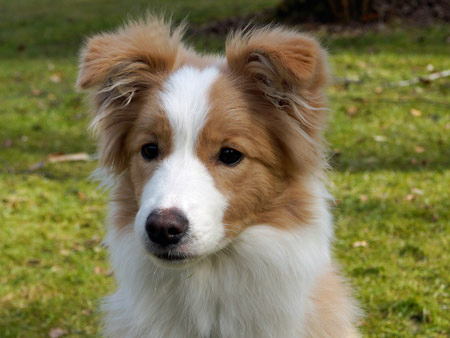 Border Collie - Zoe