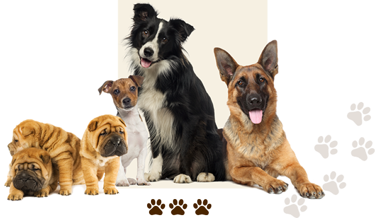 tiere